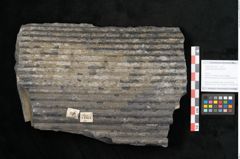 Foto (Objekt + Etikett) von Sigillaria elongata Brongniart (NHMW-GEO-2024-0188-11051)
